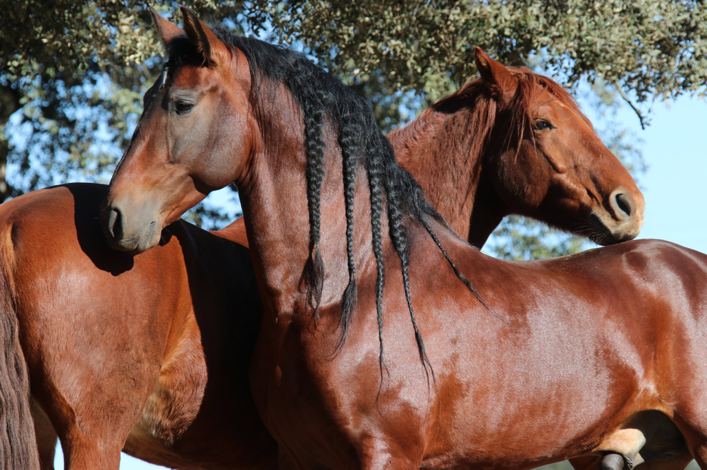 LaCuadra Ronda Luxury Stables horsecare panorama croppen 1